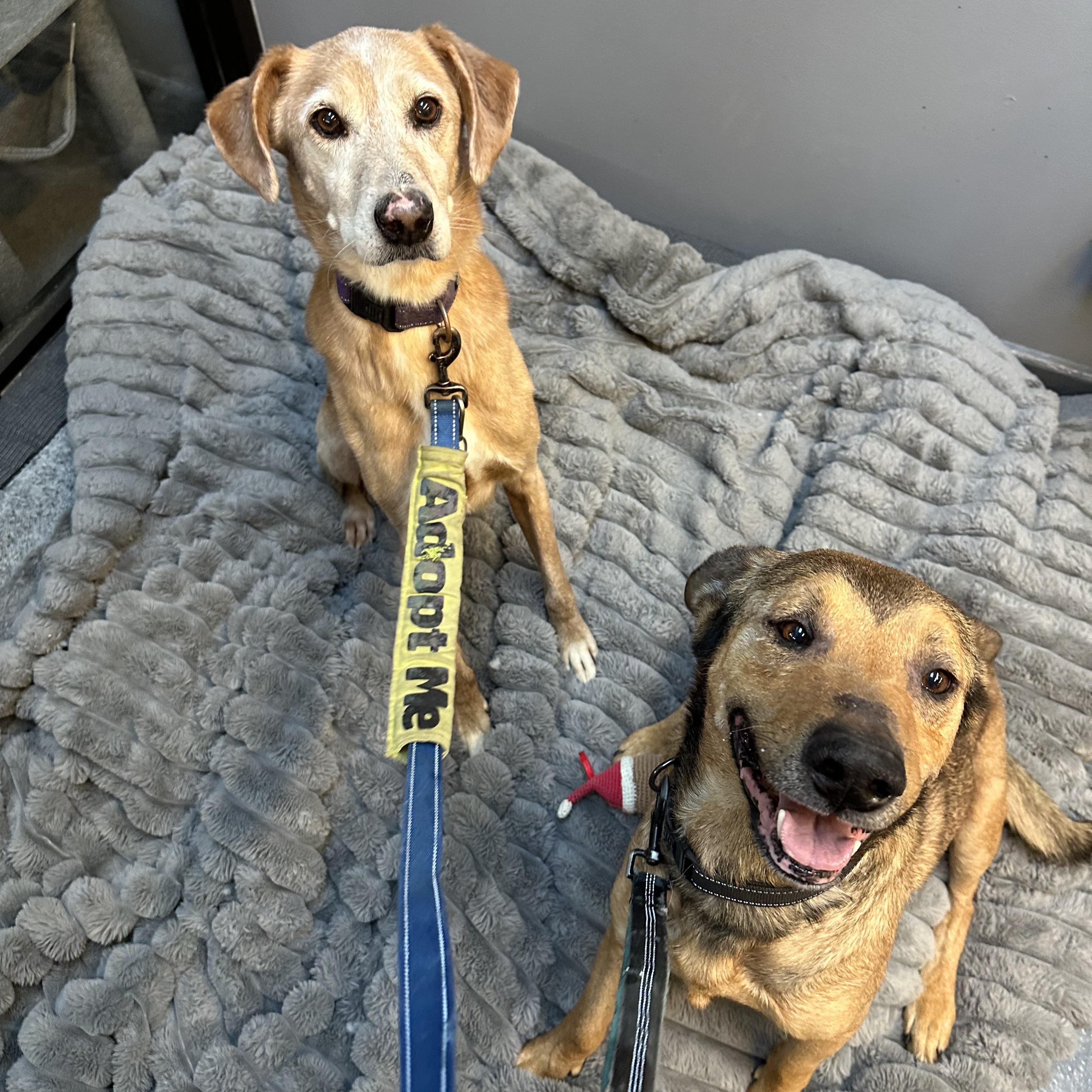 Bonnie Cm thumbnail 4