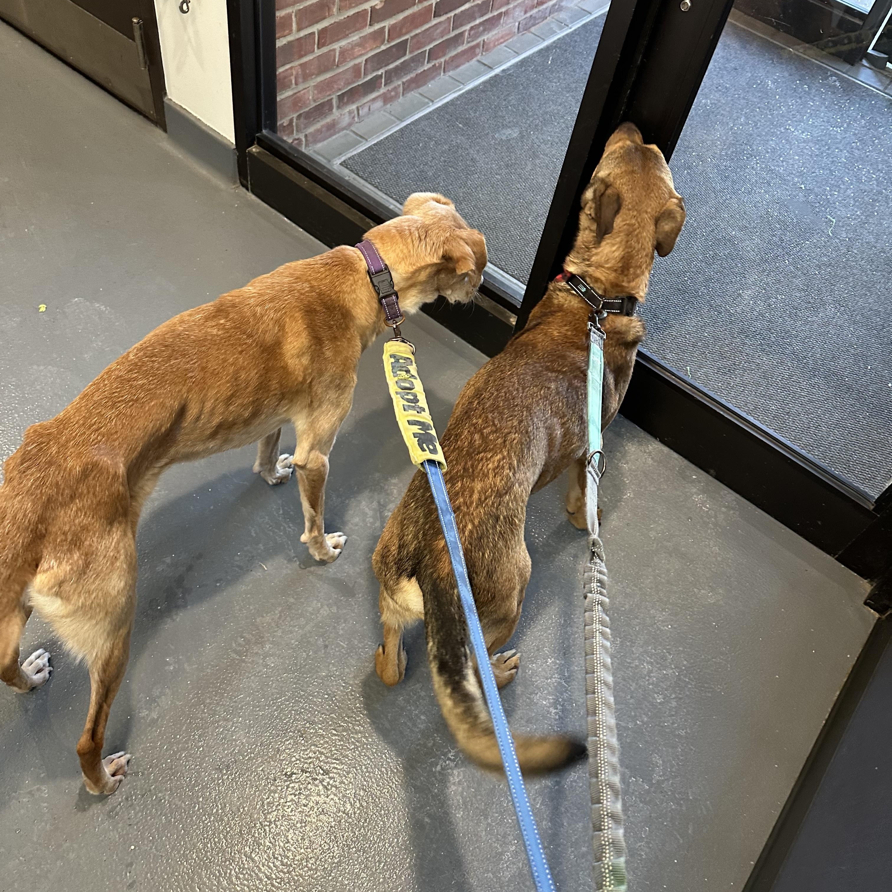 Bonnie Cm thumbnail 6