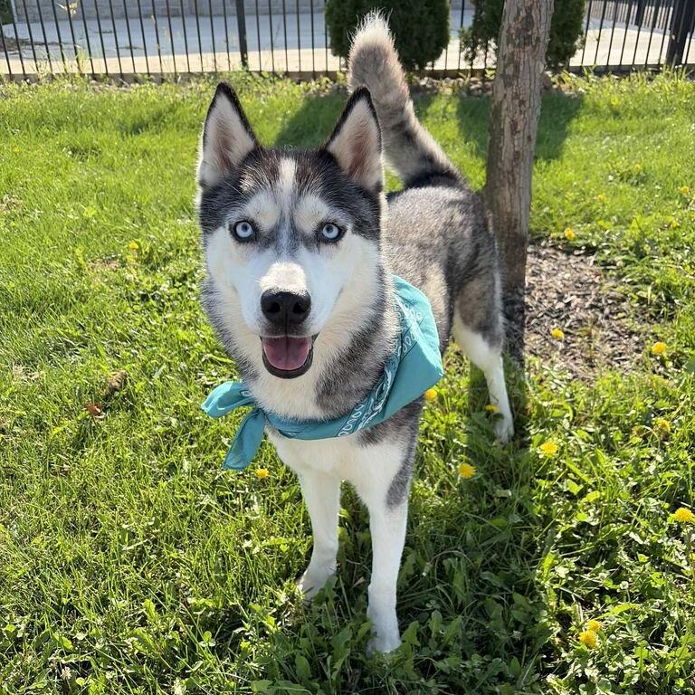 Enlarge Luna, a Adoptable Mixed Breed in Canal Winchester, OH image 2/3