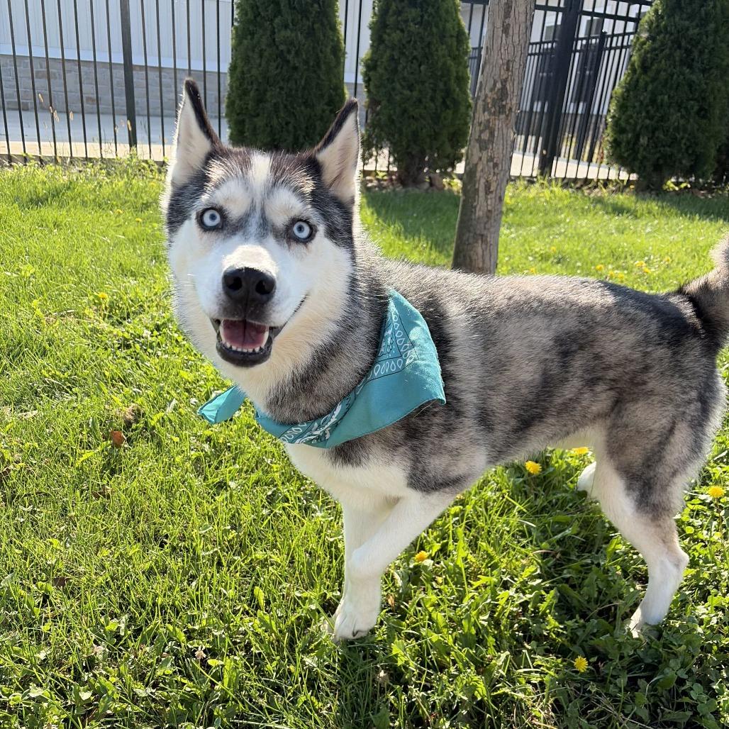 Enlarge Luna, a Adoptable Mixed Breed in Canal Winchester, OH image 3/3