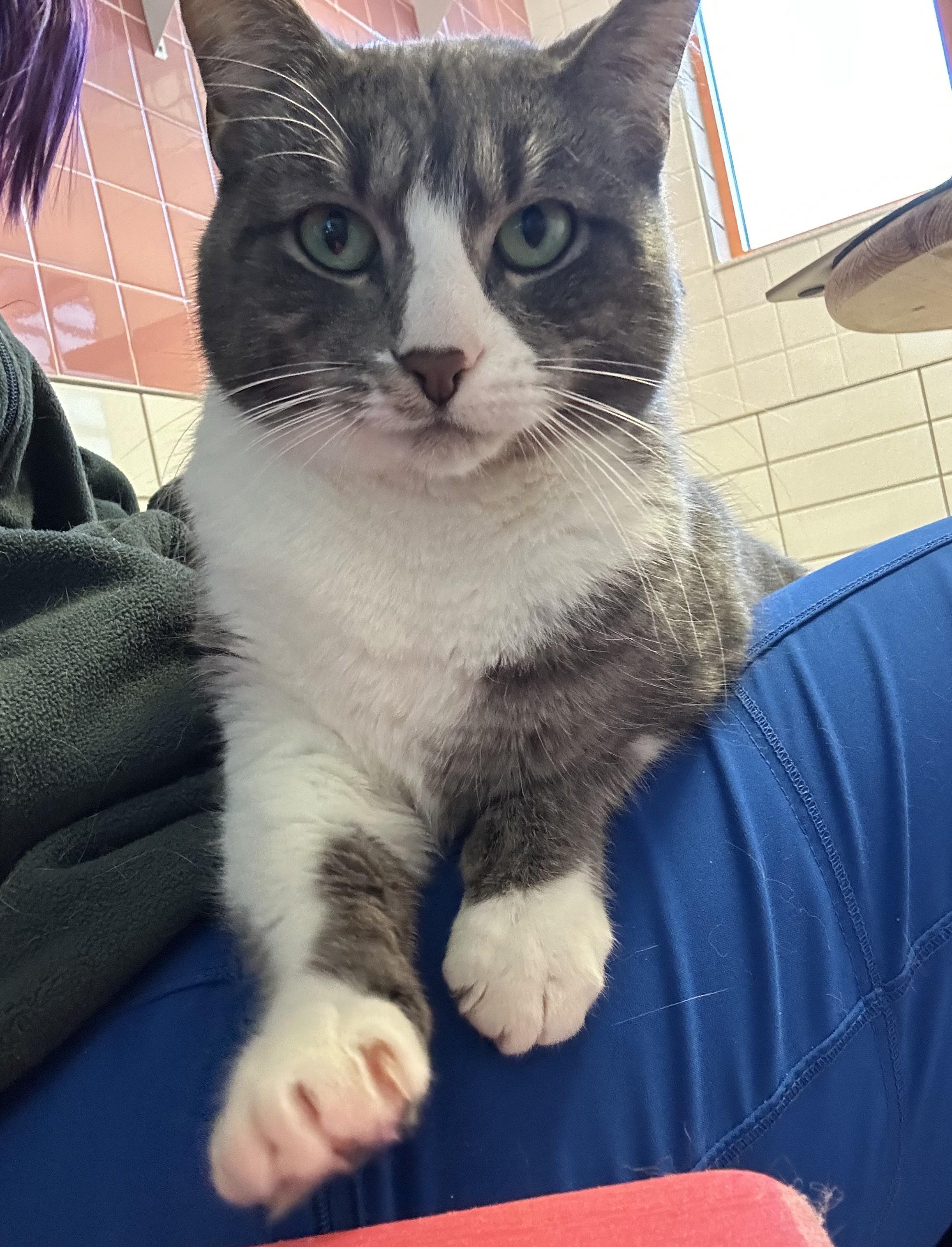 Selena, a Adoptable mixed breed in Cedar Rapids, IA image 3/6