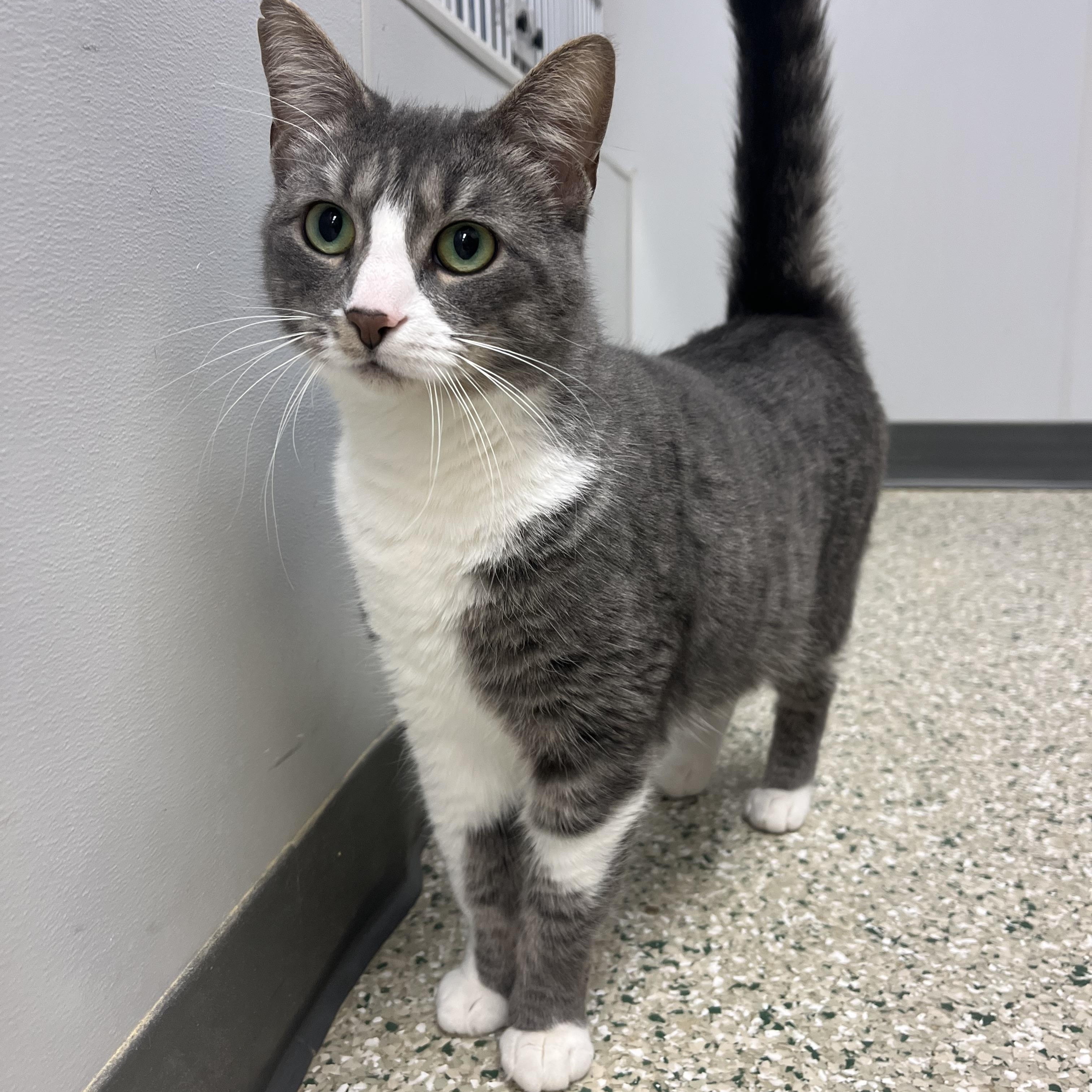 Selena, Adoptable, Adult Female Domestic Short Hair.