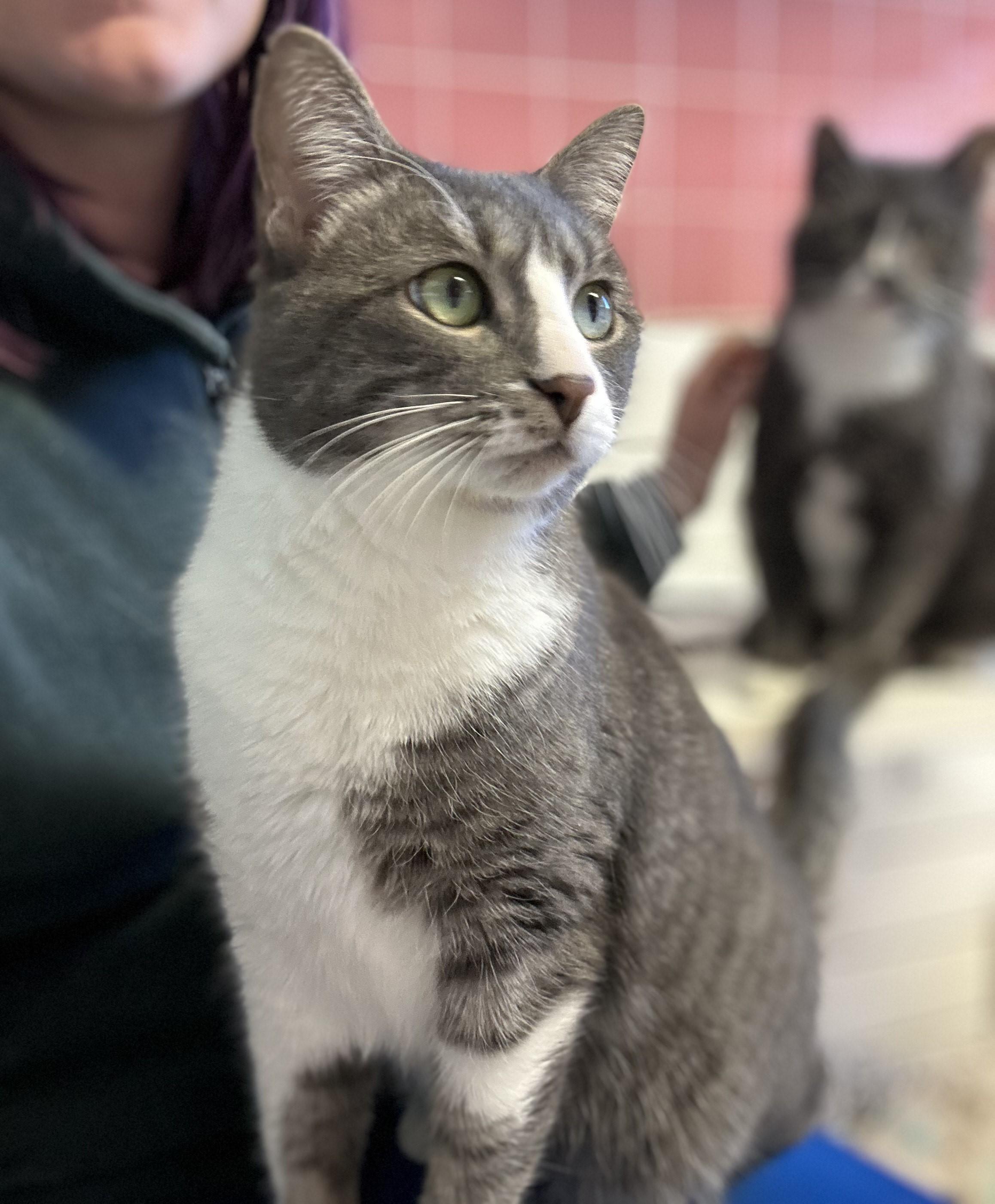 Selena, a Adoptable mixed breed in Cedar Rapids, IA image 2/6