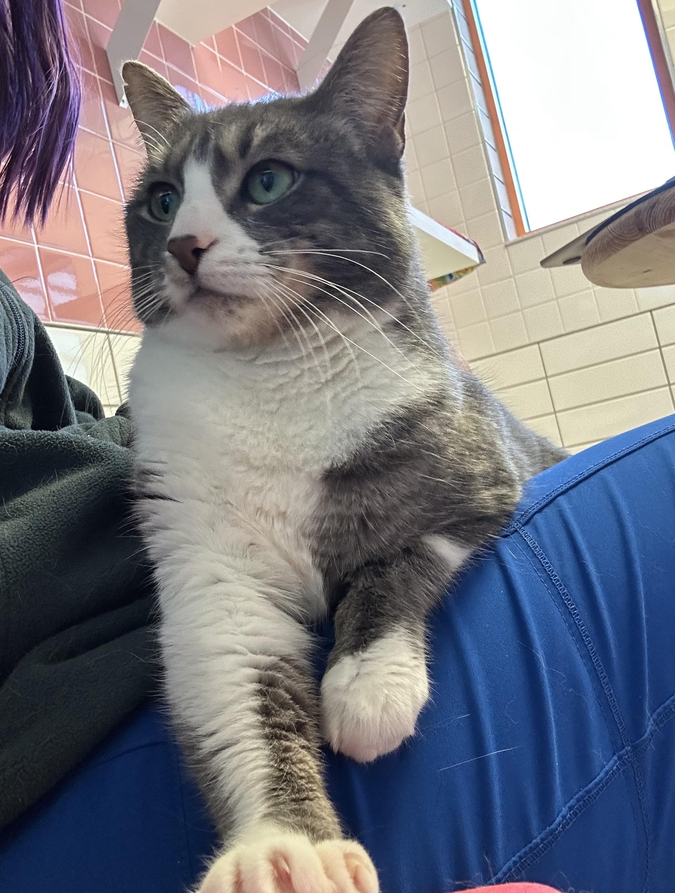 Selena, a Adoptable mixed breed in Cedar Rapids, IA image 4/6