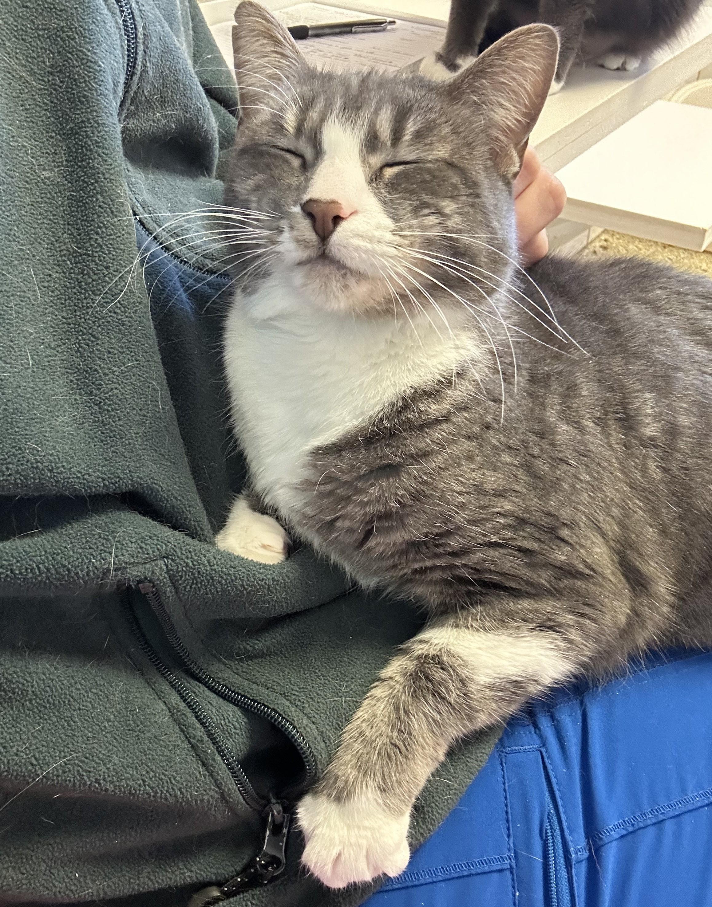 Selena, a Adoptable mixed breed in Cedar Rapids, IA image 6/6