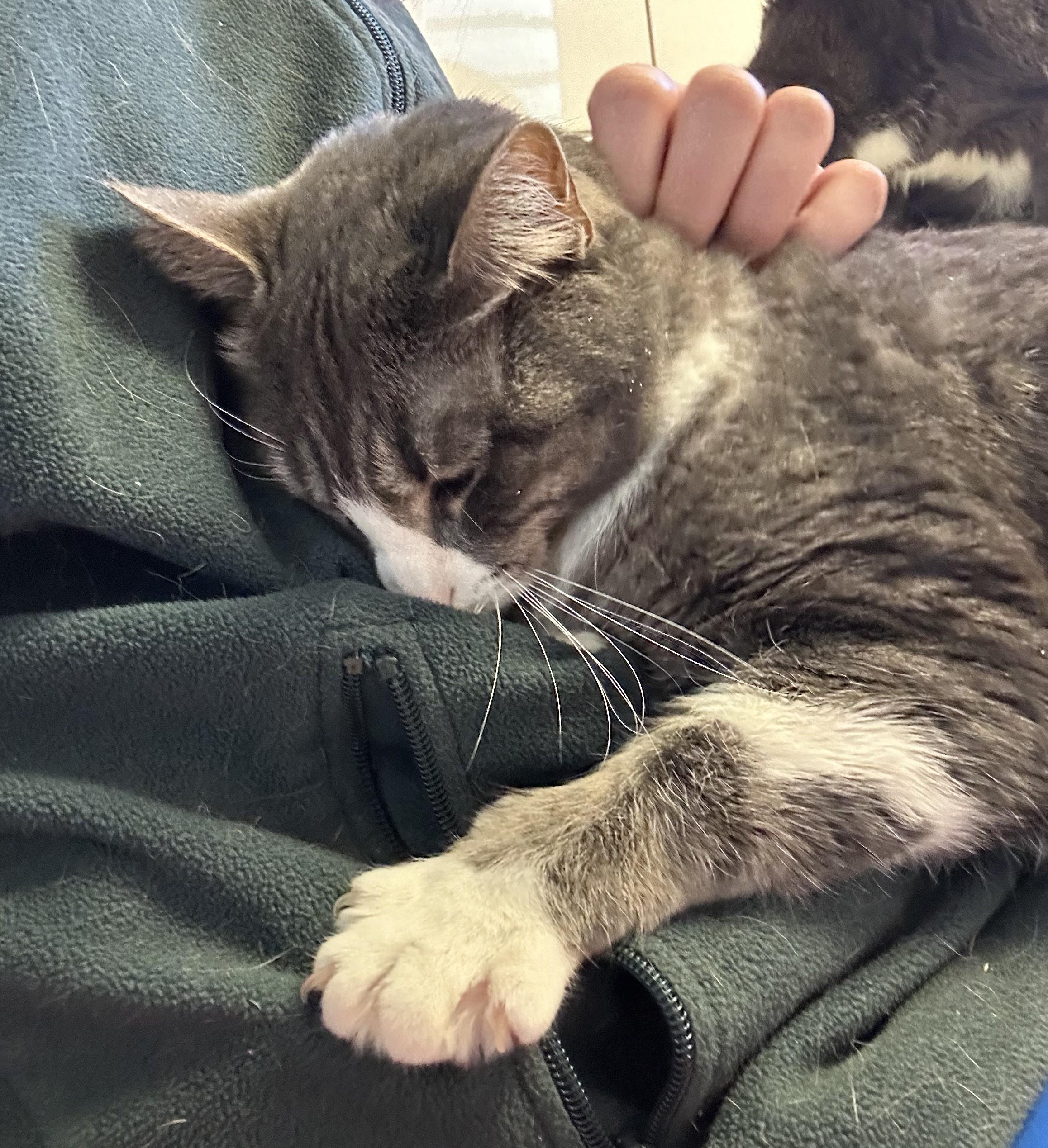 Selena, a Adoptable mixed breed in Cedar Rapids, IA image 5/6