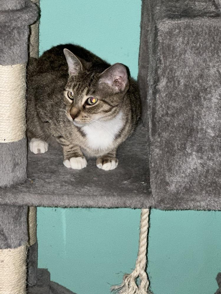 Enlarge Peke, a Adoptable Domestic Short Hair in Hudson, NH image 1/5