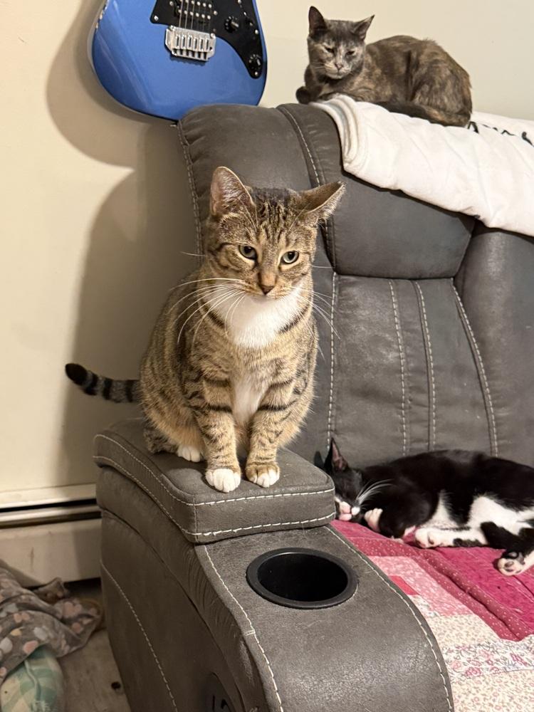 Enlarge Peke, a Adoptable Domestic Short Hair in Hudson, NH image 2/5