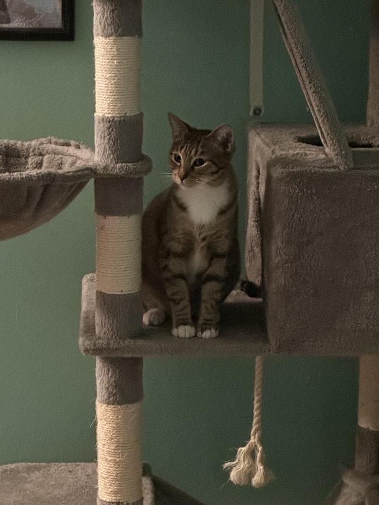 Enlarge Peke, a Adoptable Domestic Short Hair in Hudson, NH image 4/5