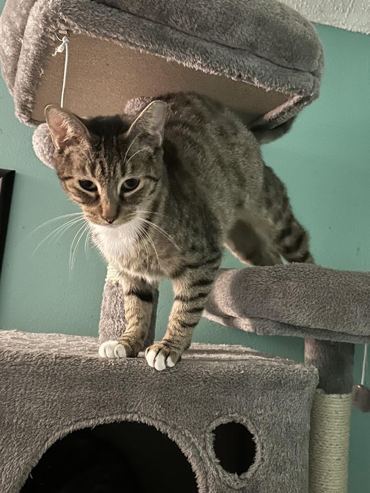 Enlarge Peke, a Adoptable Domestic Short Hair in Hudson, NH image 5/5