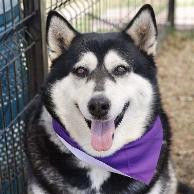 Sasha, Adopted, Adult Female Husky & Mixed Breed.
