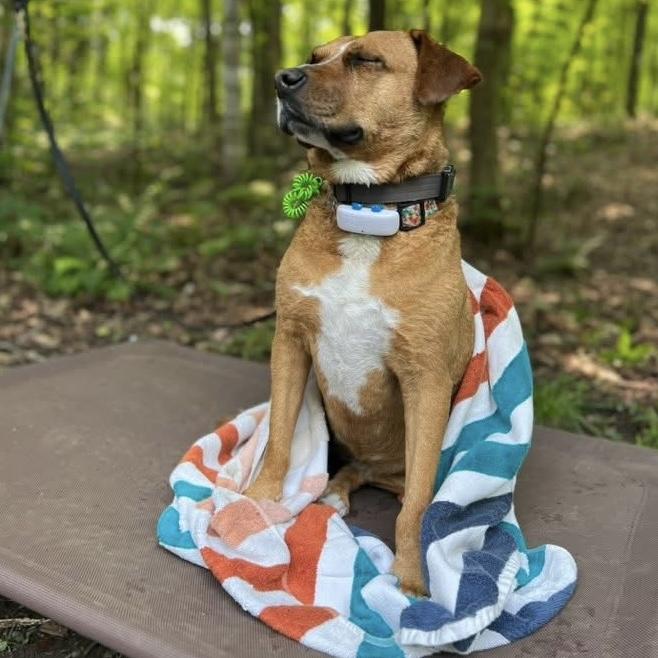 Felice, a ADOPTABLE mixed breed in Windsor, ON image 3/6