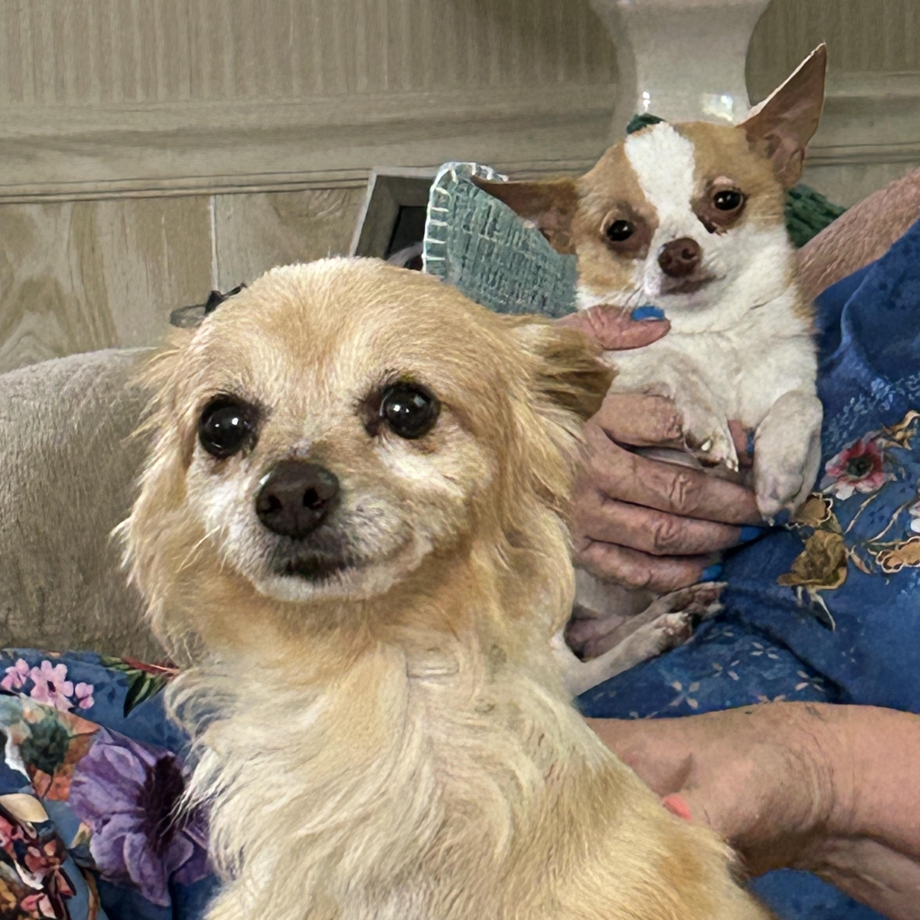 Kado and Jackson, a ADOPTABLE Chihuahua in Sarasota, FL image 2/3