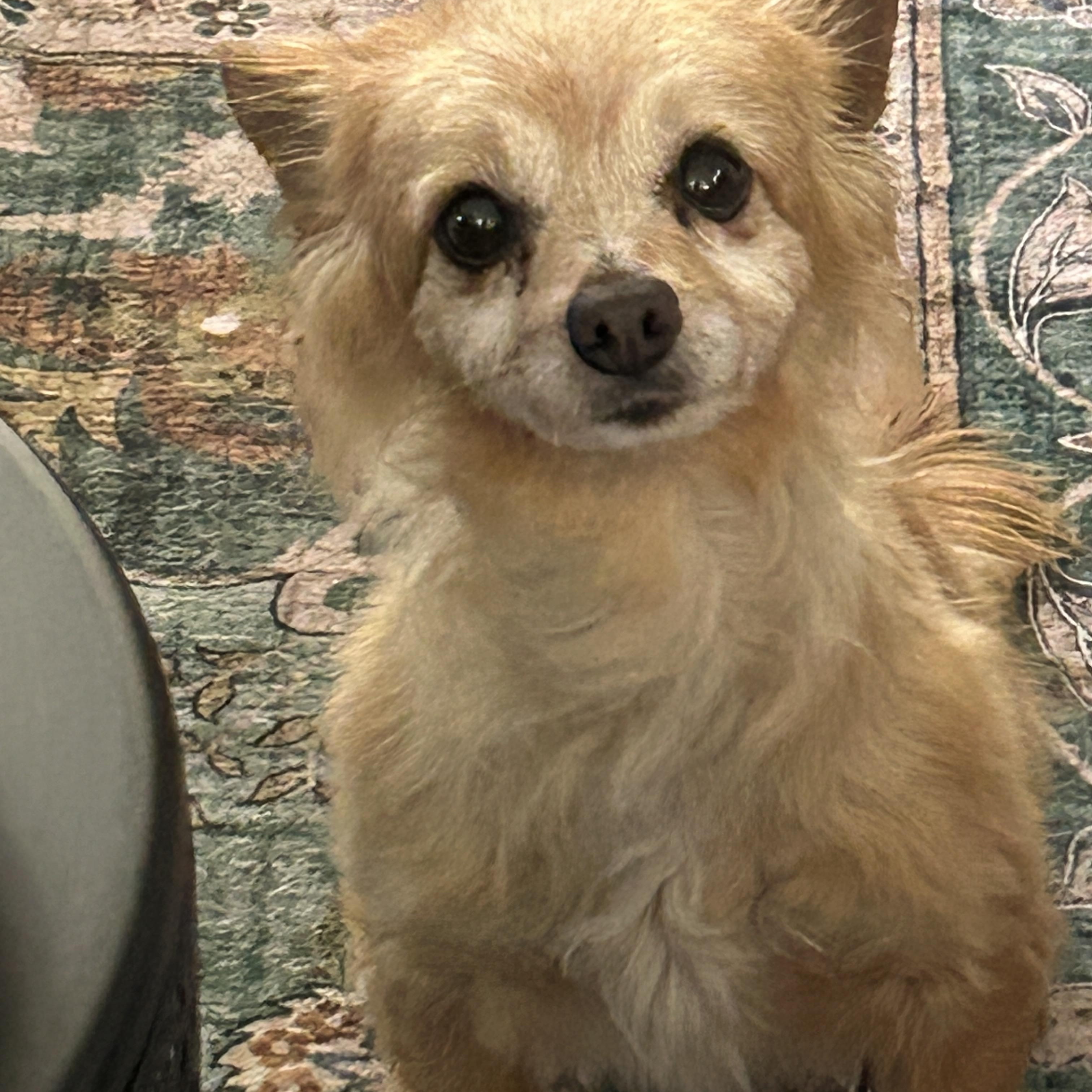 Kado and Jackson, a ADOPTABLE Chihuahua in Sarasota, FL image 3/3