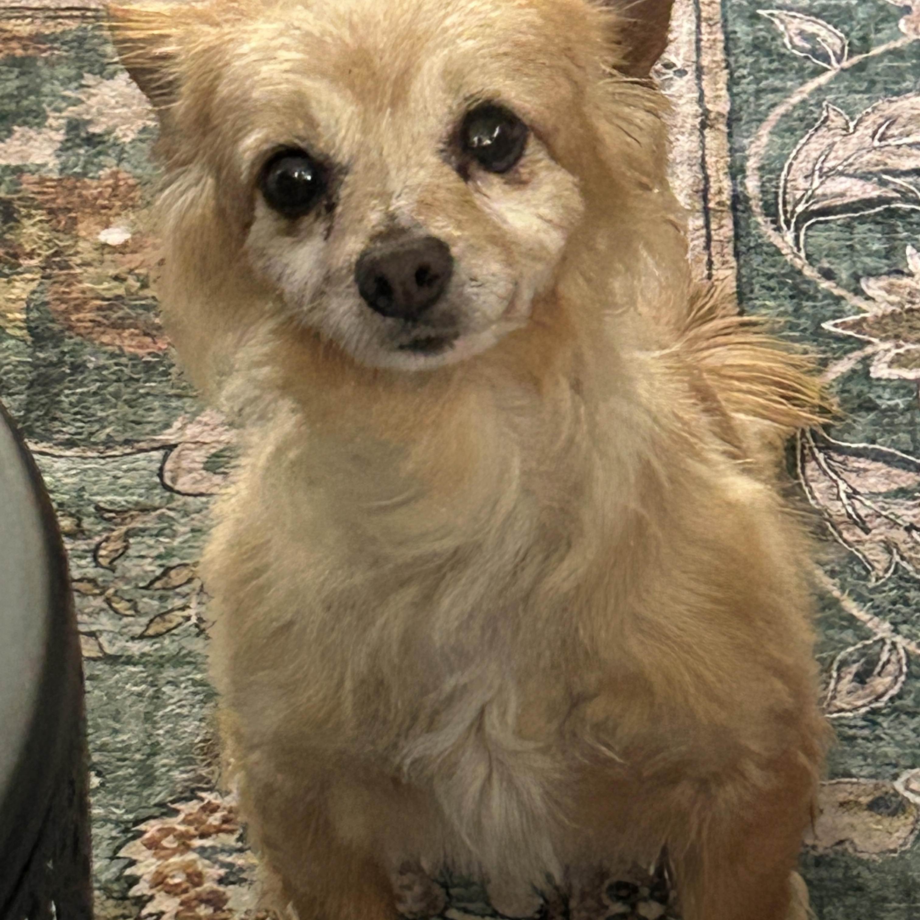 Kado and Jackson, a ADOPTABLE Chihuahua in Sarasota, FL image 1/3