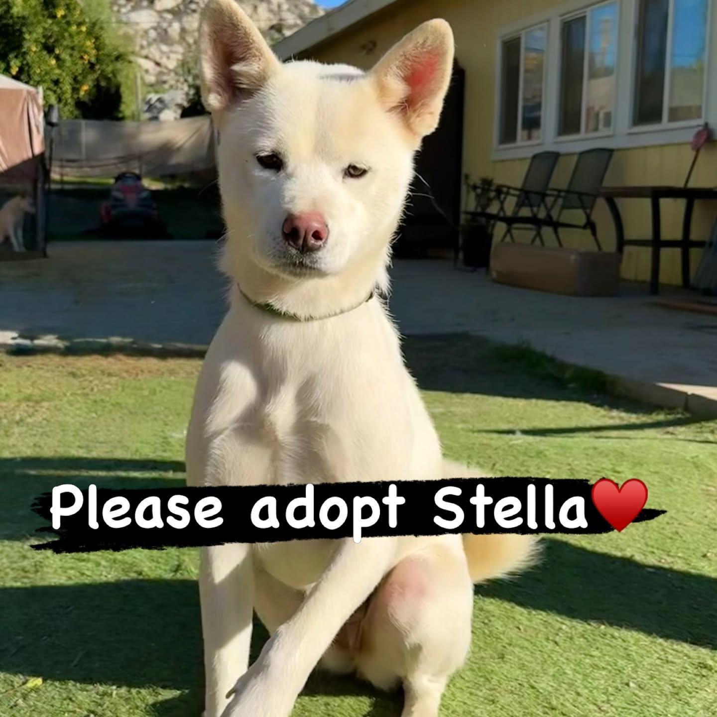 Stella, Adoptable, Young Female Akita.