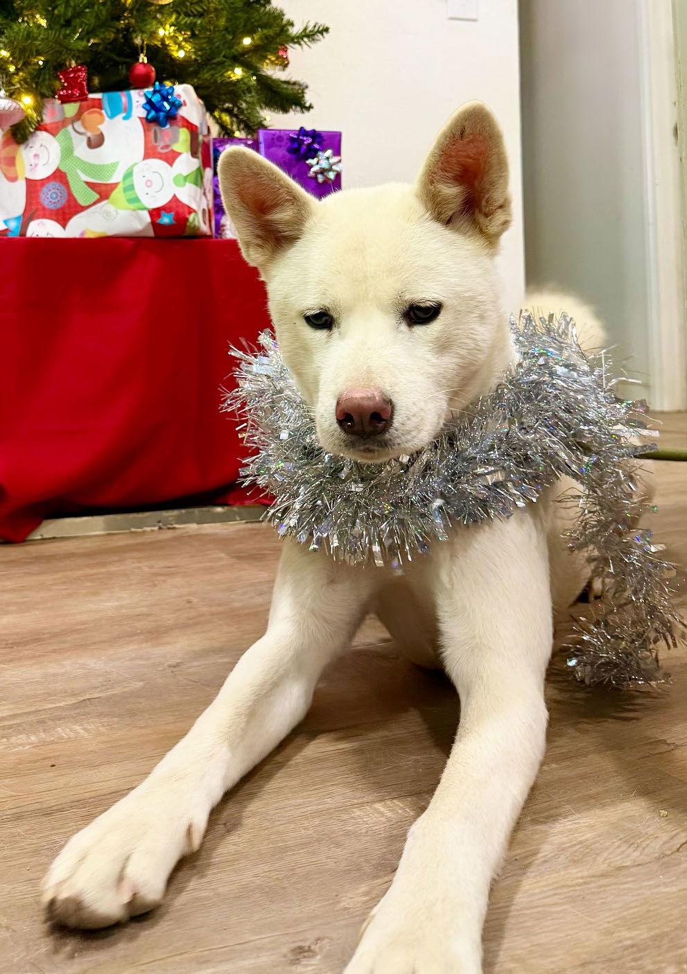 Enlarge Stella, a Adoptable Akita in Romoland, CA image 1/3