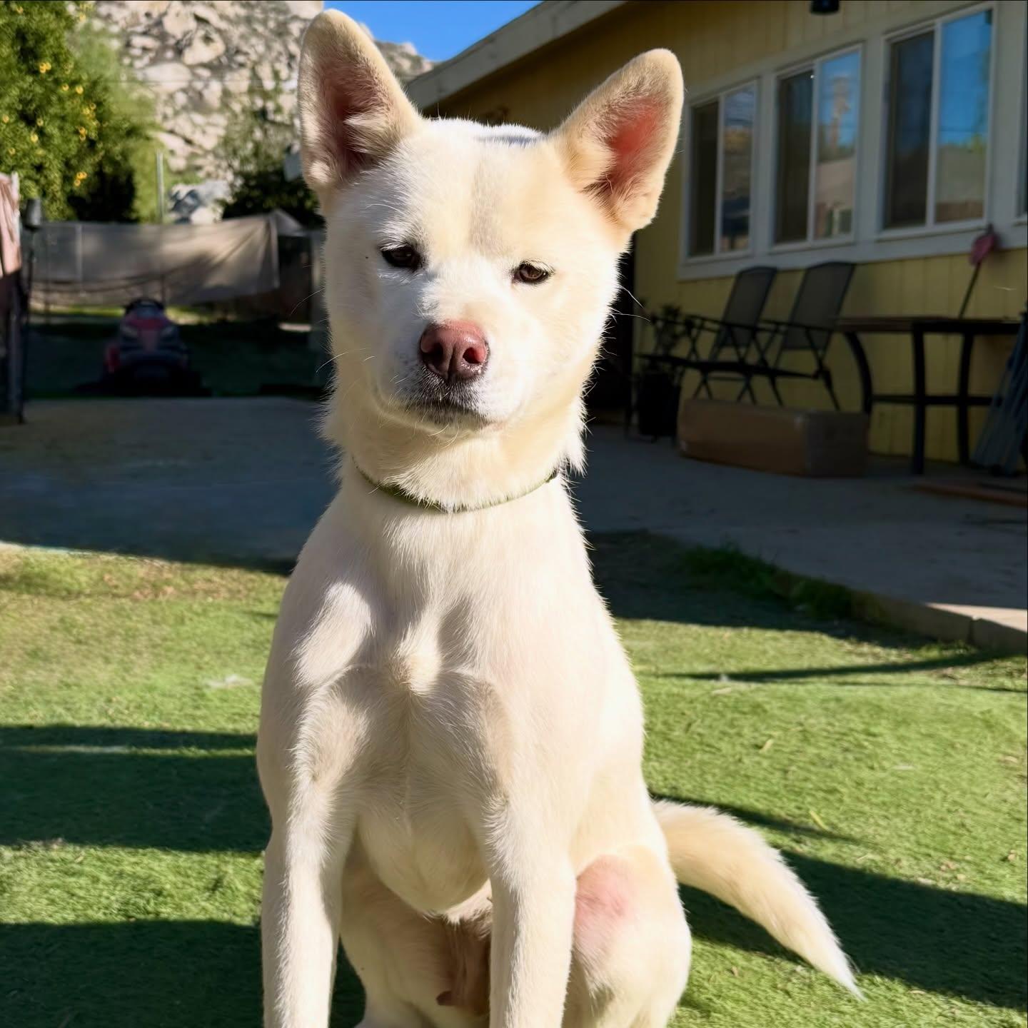 Stella, a Adoptable Akita in Romoland, CA image 2/3