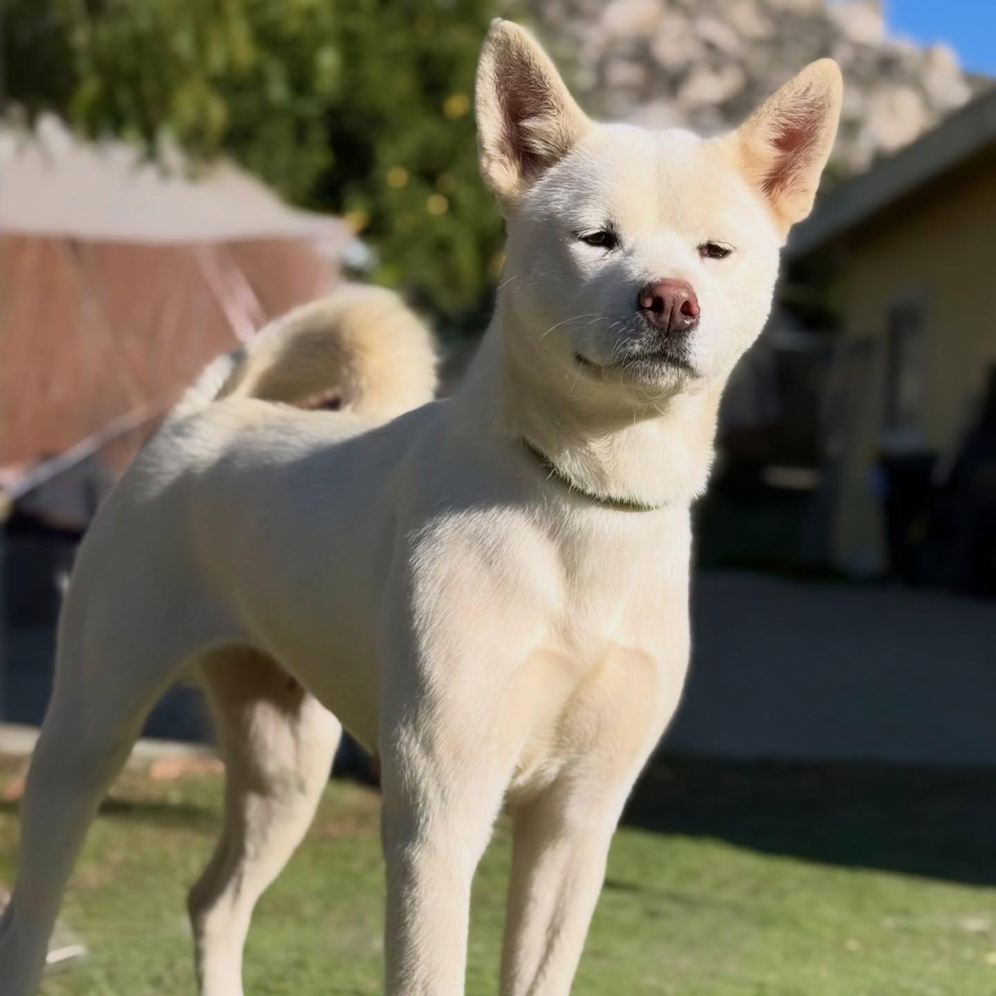 Stella, a Adoptable Akita in Romoland, CA image 3/3