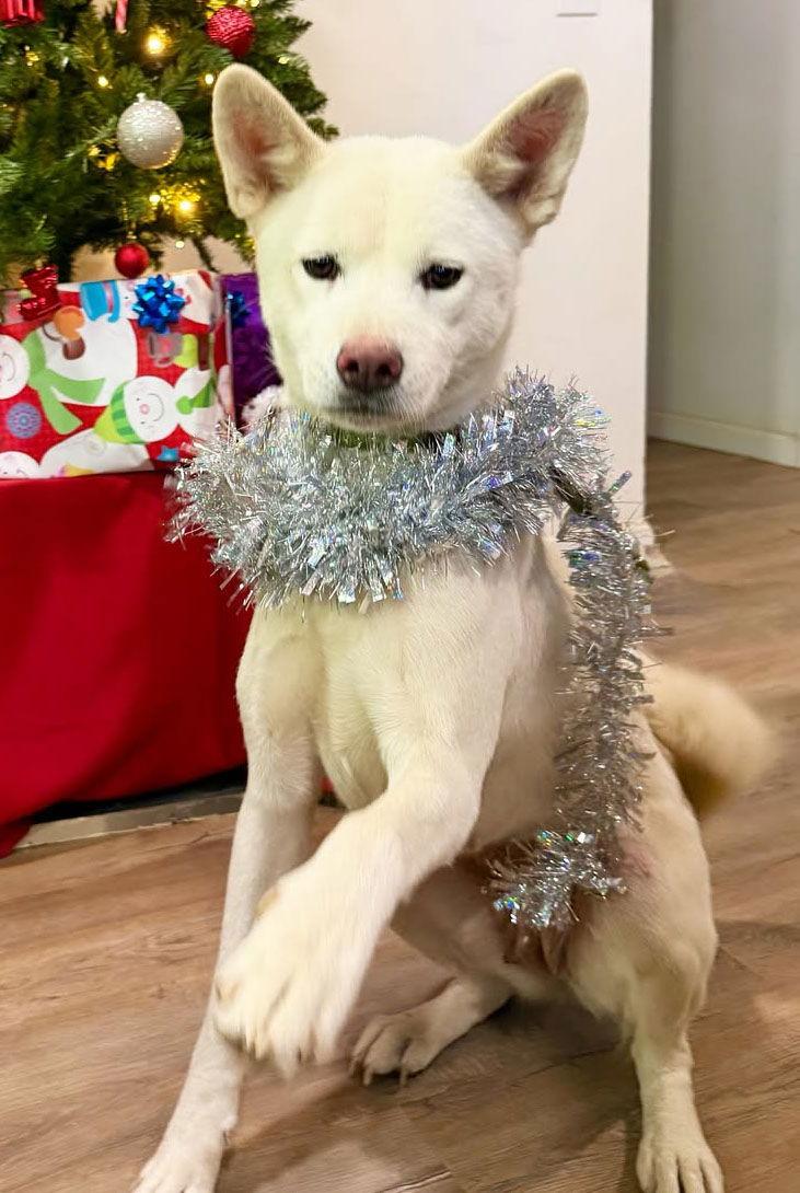 Enlarge Stella, a Adoptable Akita in Romoland, CA image 2/3