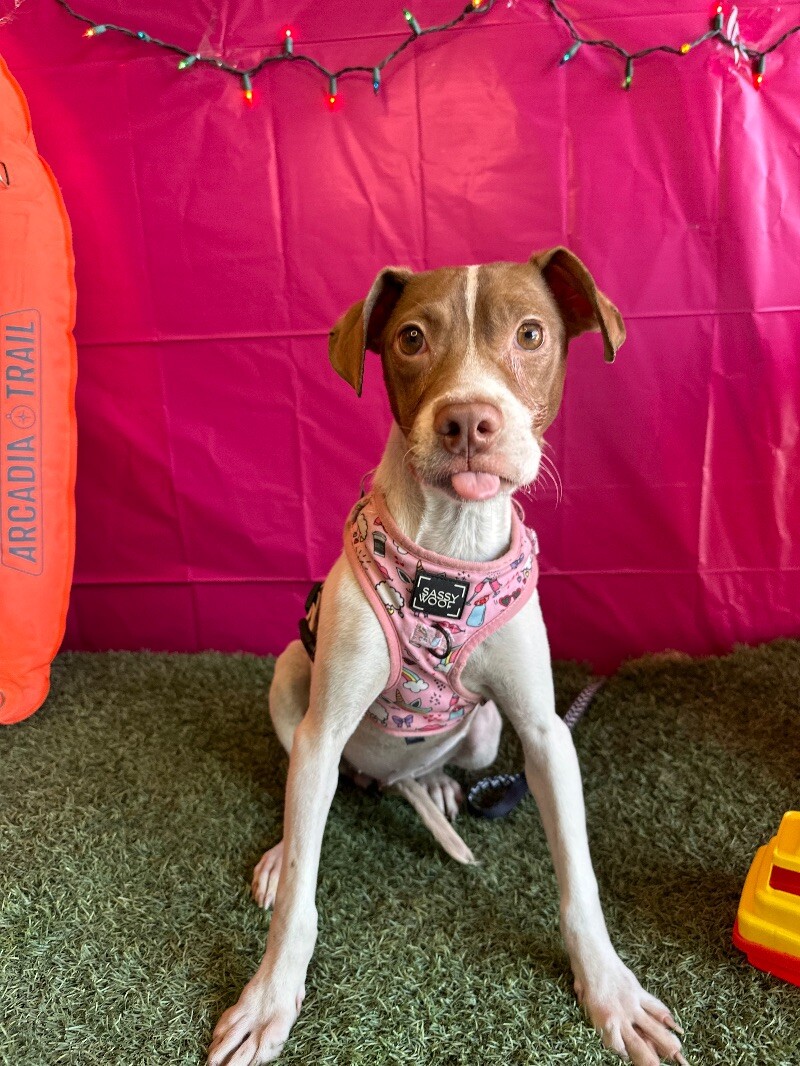 Dog for adoption Monica, an American Staffordshire Terrier & Labrador