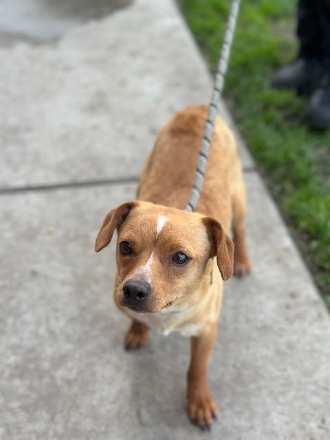 Cheech, adopted, Young Male Chihuahua & Dachshund.