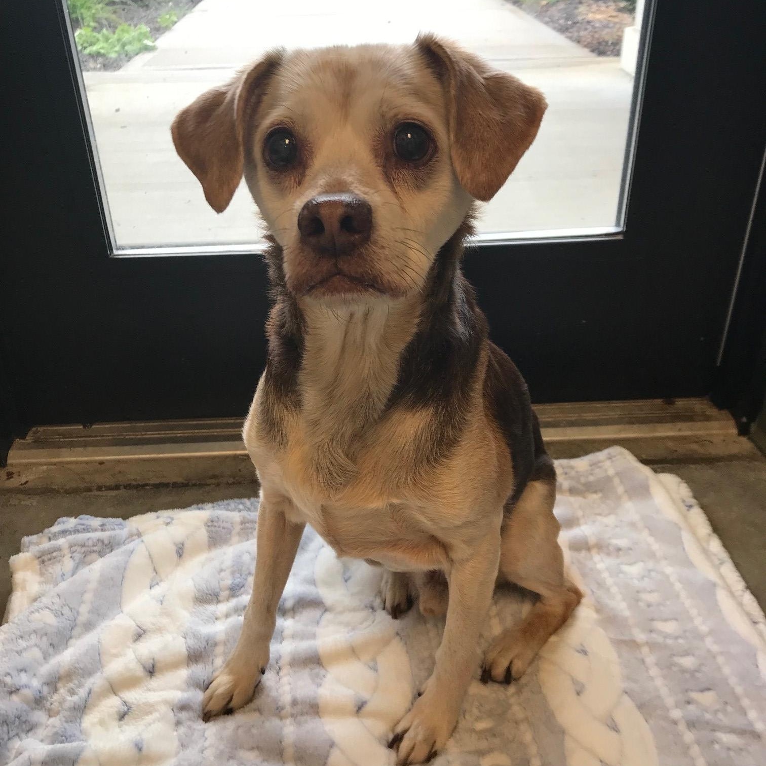 Linus, ADOPTABLE, Senior Male Beagle & Chihuahua.
