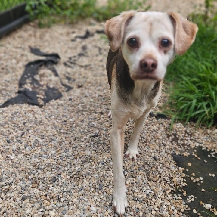 Enlarge Linus, a ADOPTABLE mixed breed in Windsor, CT image 2/3