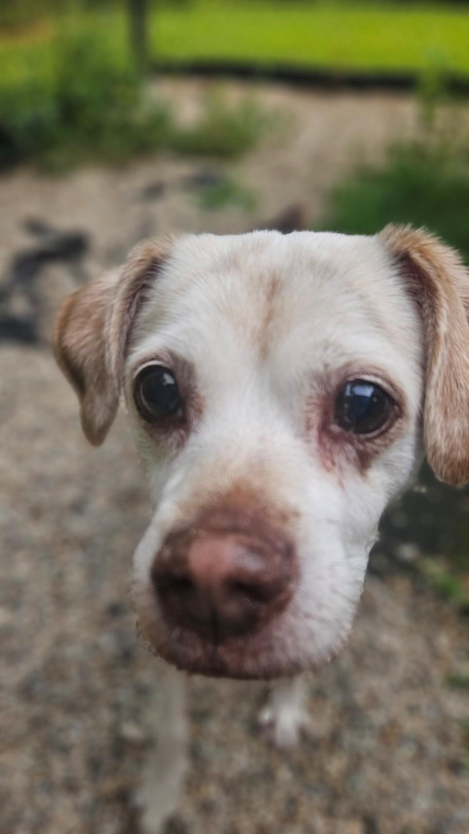 Enlarge Linus, a ADOPTABLE mixed breed in Windsor, CT image 3/3