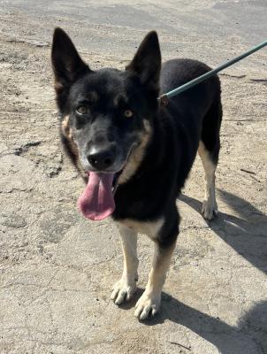 Enlarge Balto, an adopted mixed breed in Santa Paula, CA image 1/2
