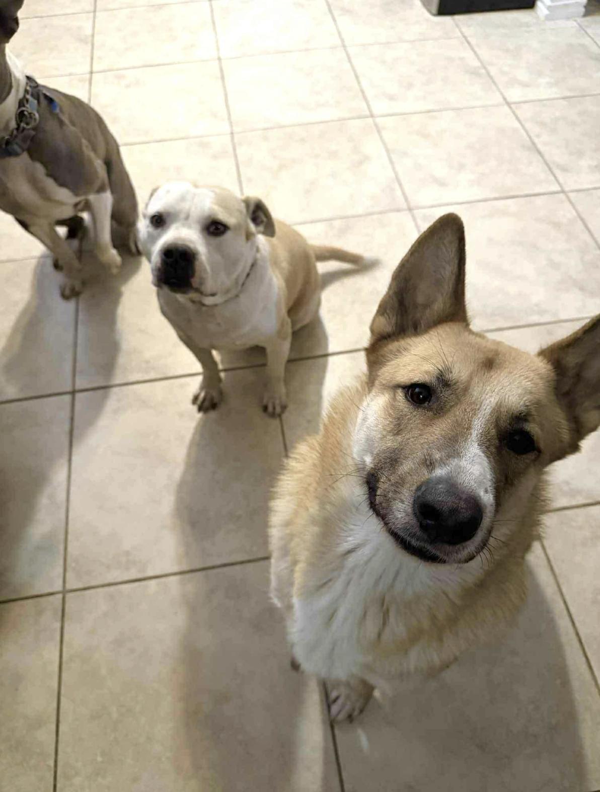 Yoti — thumbnail 2