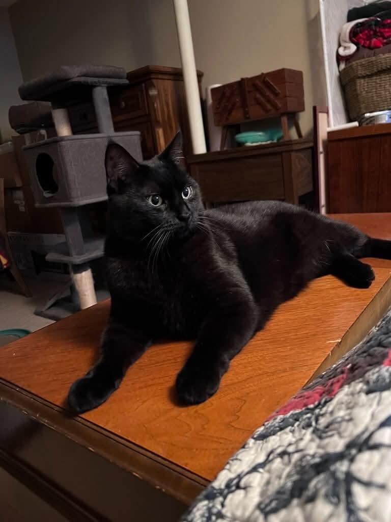 Enlarge Shadow - Bonded to Share, a Adoptable Domestic Short Hair in Edmonton, AB image 2/5
