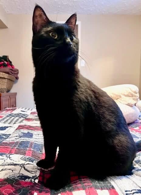 Enlarge Shadow - Bonded to Share, a Adoptable Domestic Short Hair in Edmonton, AB image 5/5