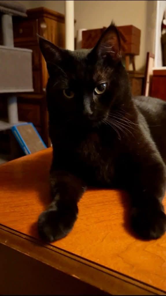 Enlarge Shadow - Bonded to Share, a Adoptable Domestic Short Hair in Edmonton, AB image 4/5