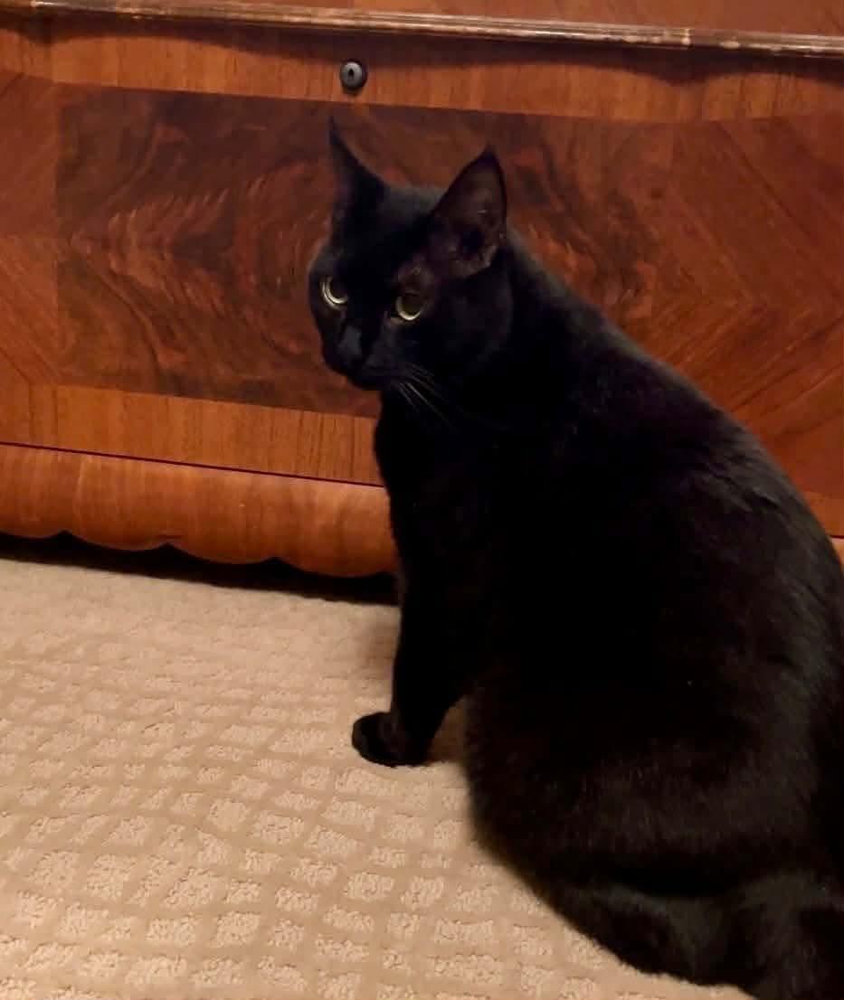Enlarge Shadow - Bonded to Share, a Adoptable Domestic Short Hair in Edmonton, AB image 1/5