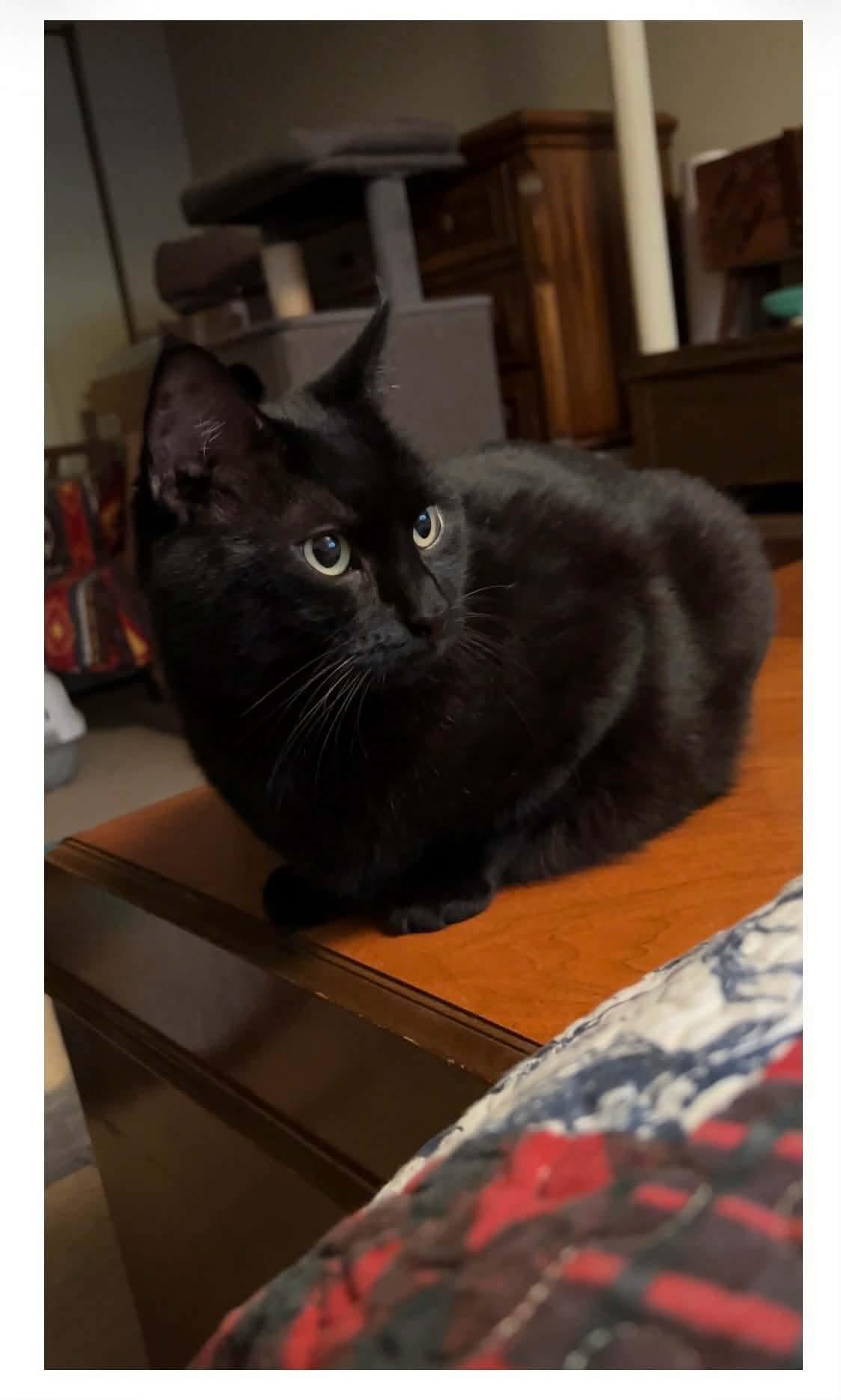 Enlarge Shadow - Bonded to Share, a Adoptable Domestic Short Hair in Edmonton, AB image 3/5