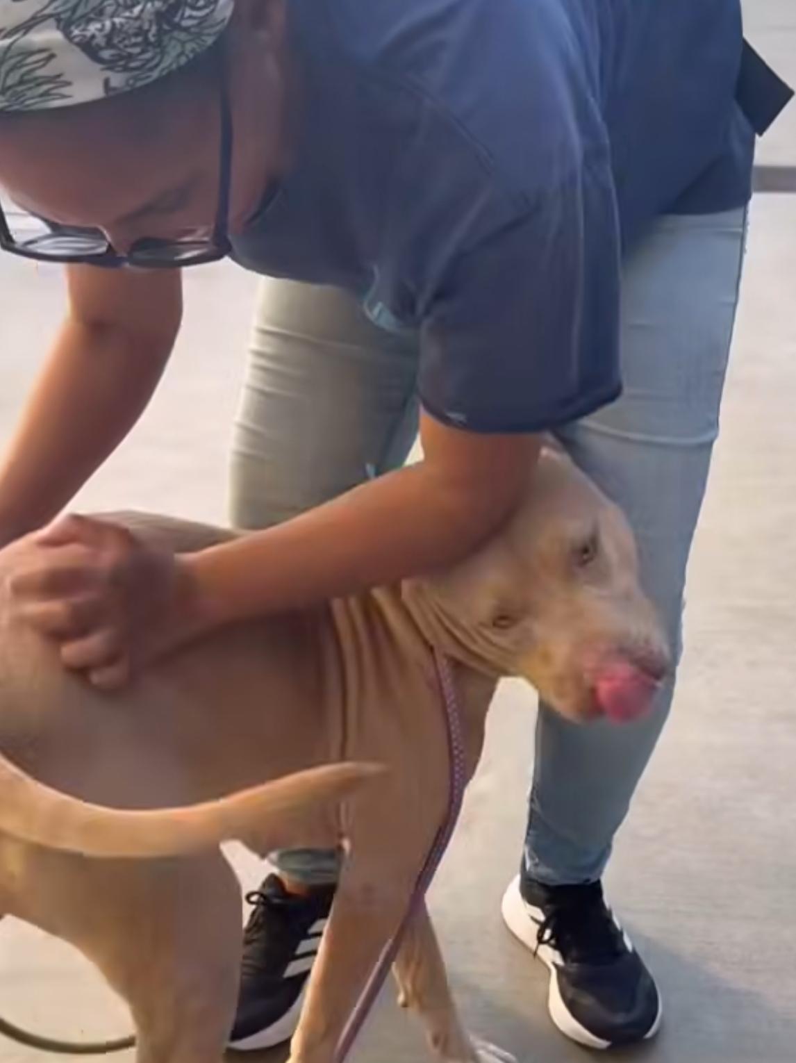 Hazel, Adoptable, Adult Female Pit Bull Terrier.