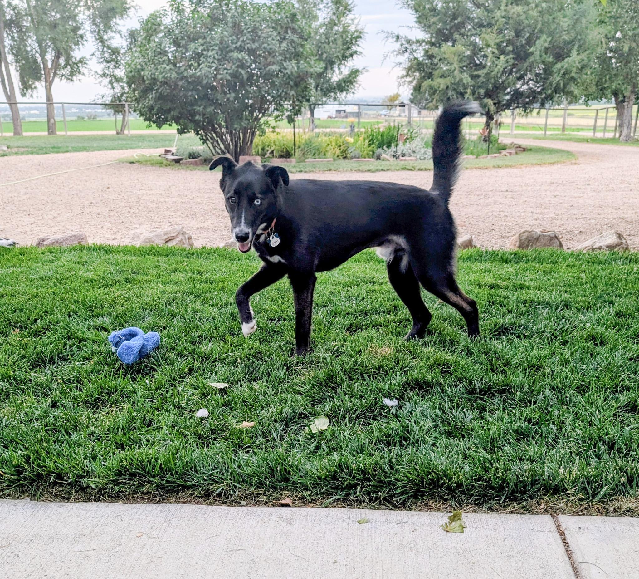 Jasper, a ADOPTABLE mixed breed in Broomfield, CO image 1/5