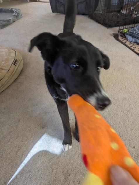 Jasper, a ADOPTABLE mixed breed in Broomfield, CO image 2/5