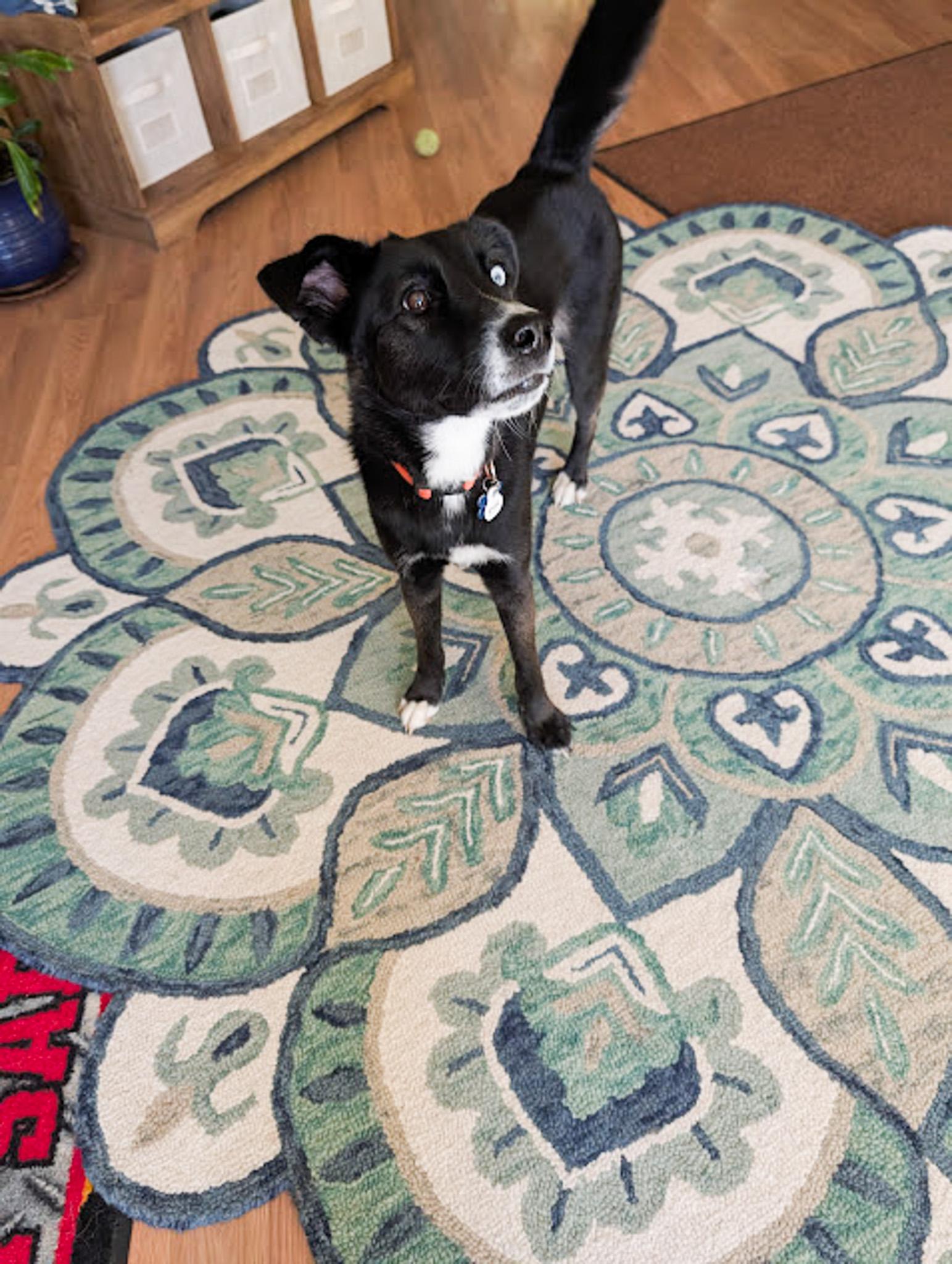 Jasper, a ADOPTABLE mixed breed in Broomfield, CO image 4/5