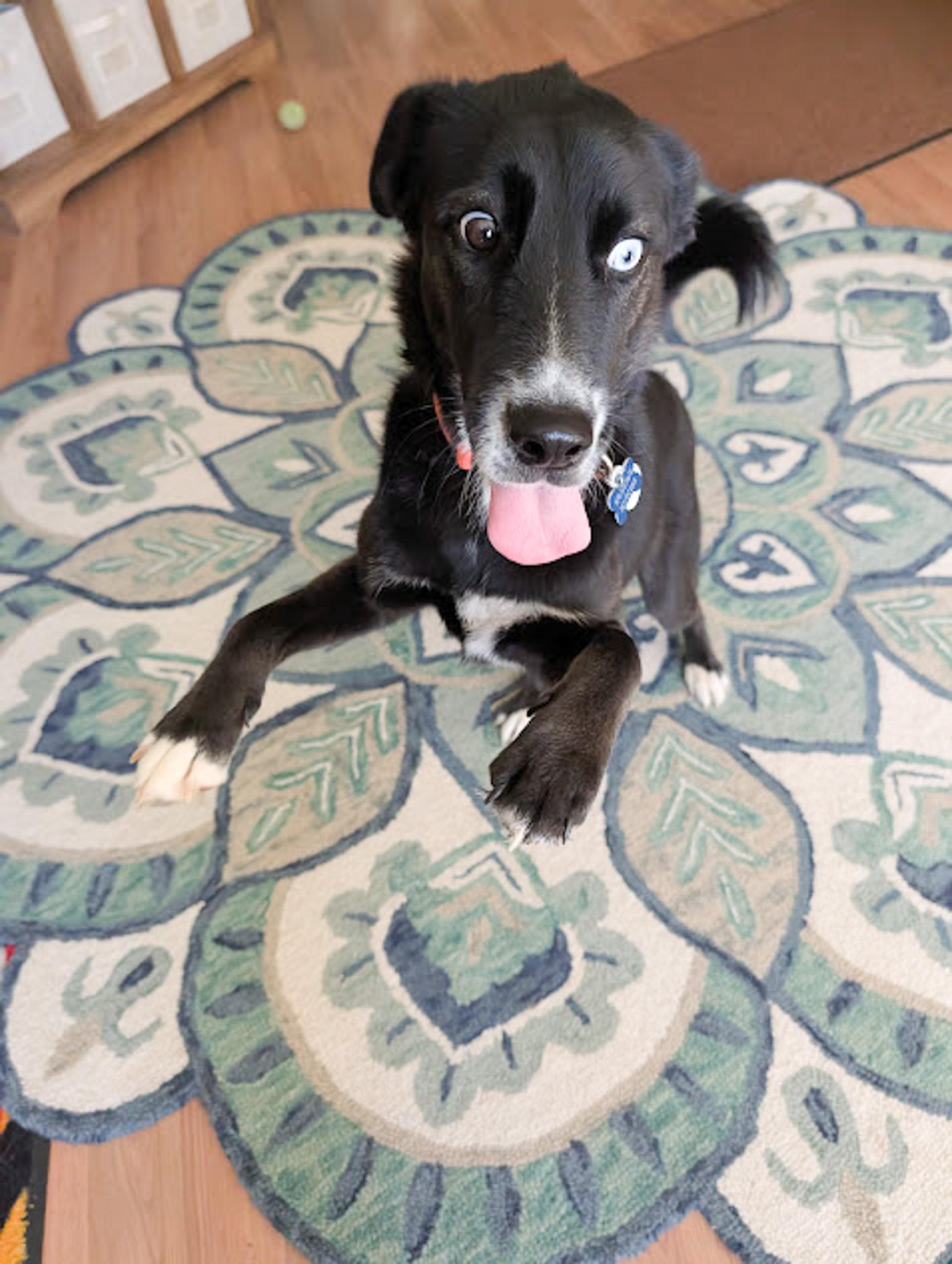 Jasper, a ADOPTABLE mixed breed in Broomfield, CO image 5/5