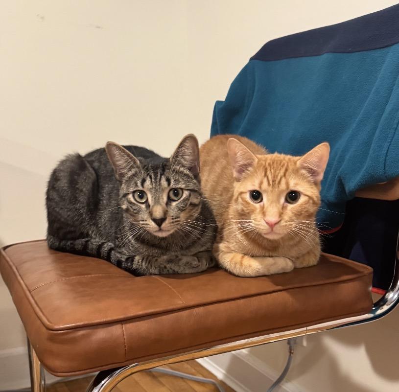 Thor and Loki , a ADOPTABLE Domestic Short Hair in Bronx, NY image 5/6