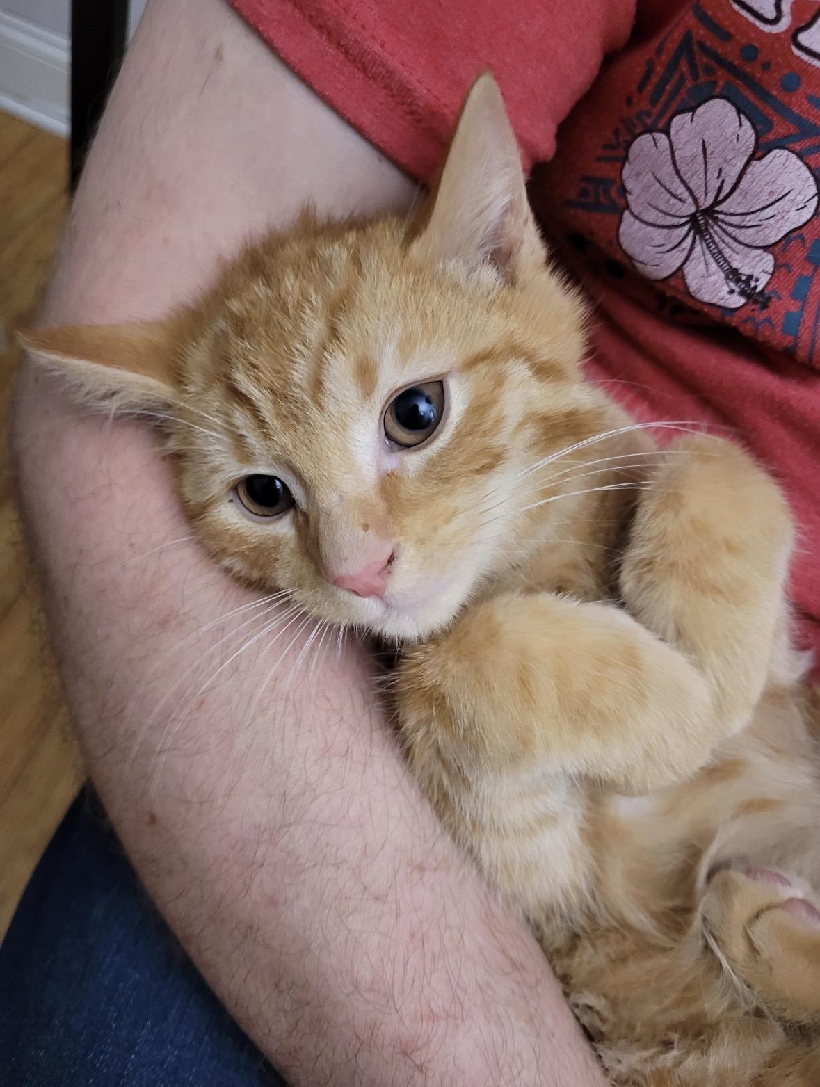 Enlarge Thor and Loki , a ADOPTABLE Domestic Short Hair in Bronx, NY image 5/6