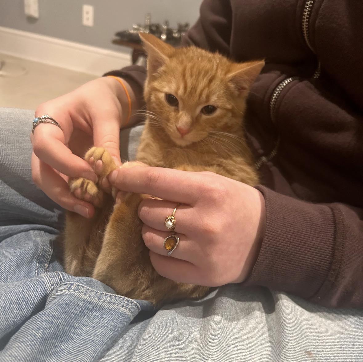 Enlarge Thor and Loki , a ADOPTABLE Domestic Short Hair in Bronx, NY image 3/6