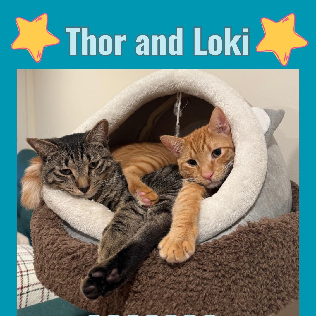 Thor and Loki , a ADOPTABLE Domestic Short Hair in Bronx, NY image 1/6