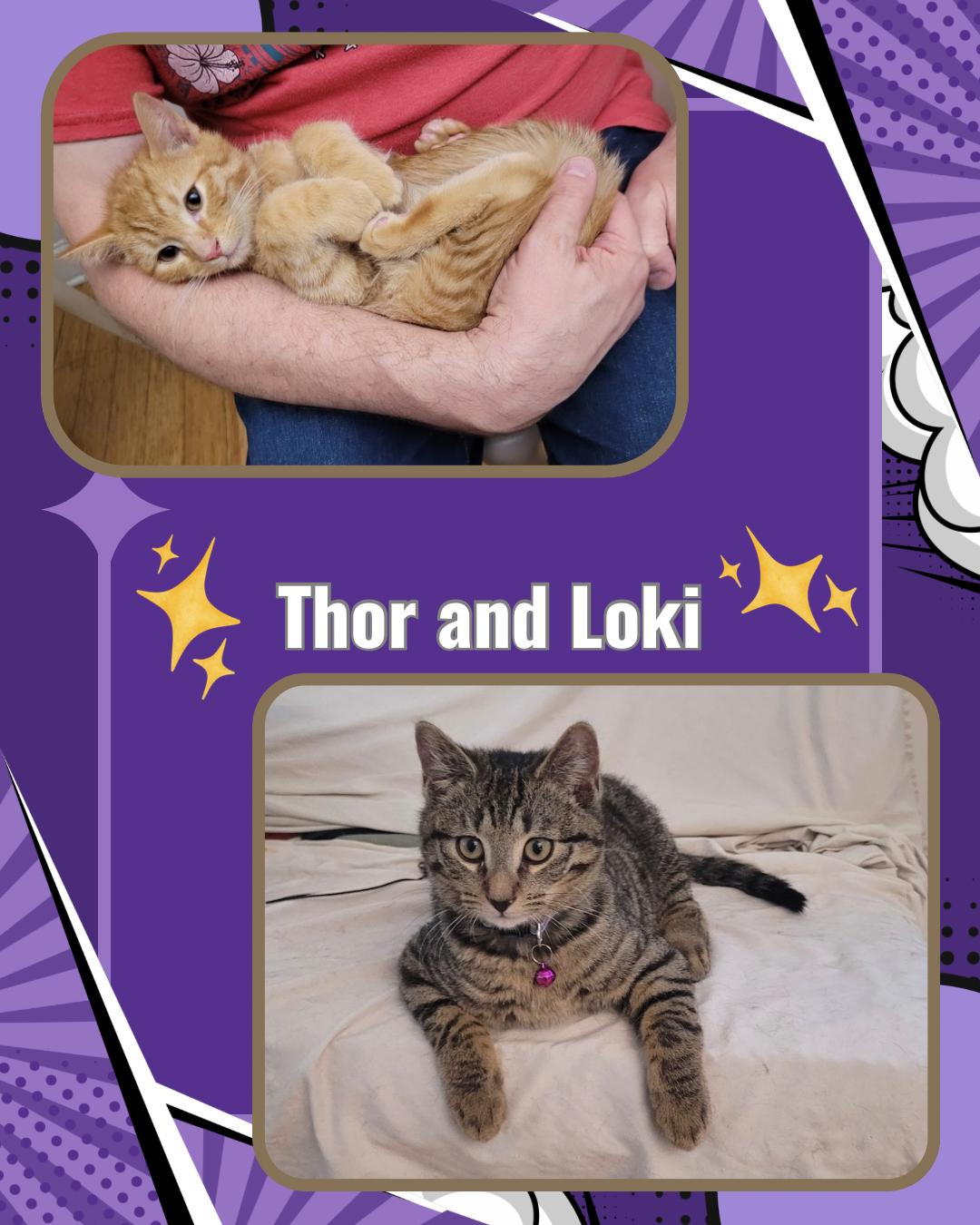 Enlarge Thor and Loki , a ADOPTABLE Domestic Short Hair in Bronx, NY image 2/6