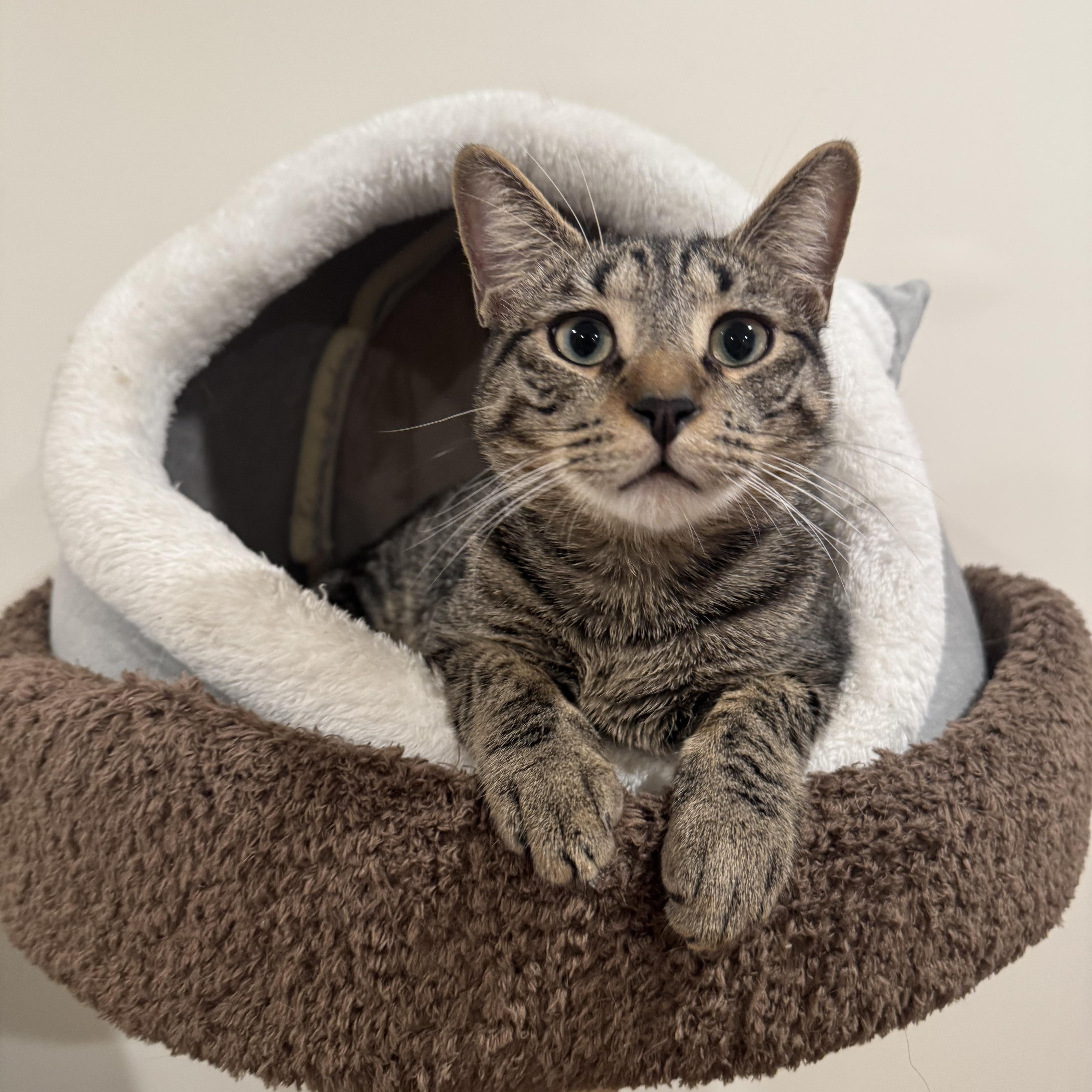 Thor and Loki , a ADOPTABLE Domestic Short Hair in Bronx, NY image 4/6