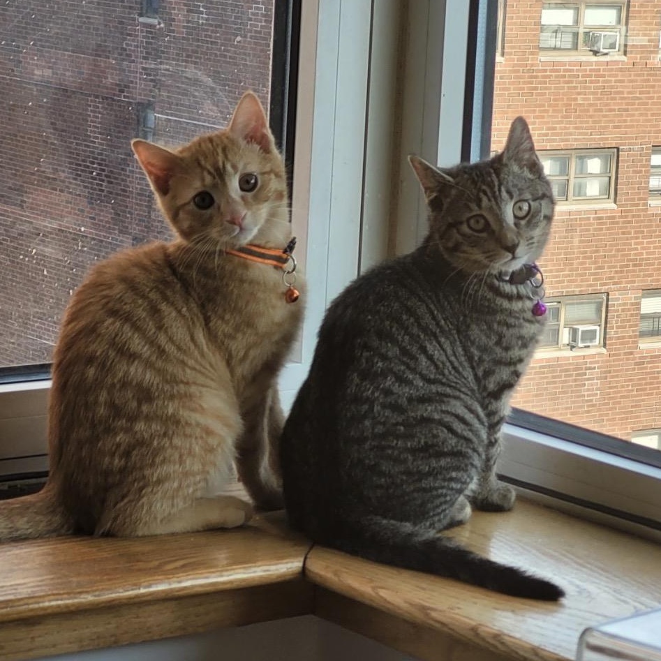 Enlarge Thor and Loki , a ADOPTABLE Domestic Short Hair in Bronx, NY image 1/6