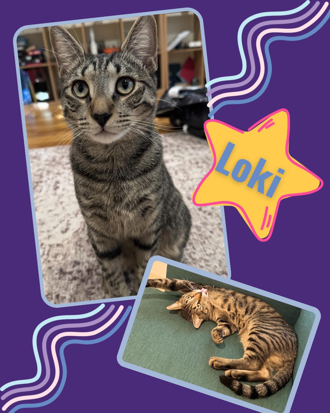 Thor and Loki , ADOPTABLE, Kitten Male Domestic Short Hair.