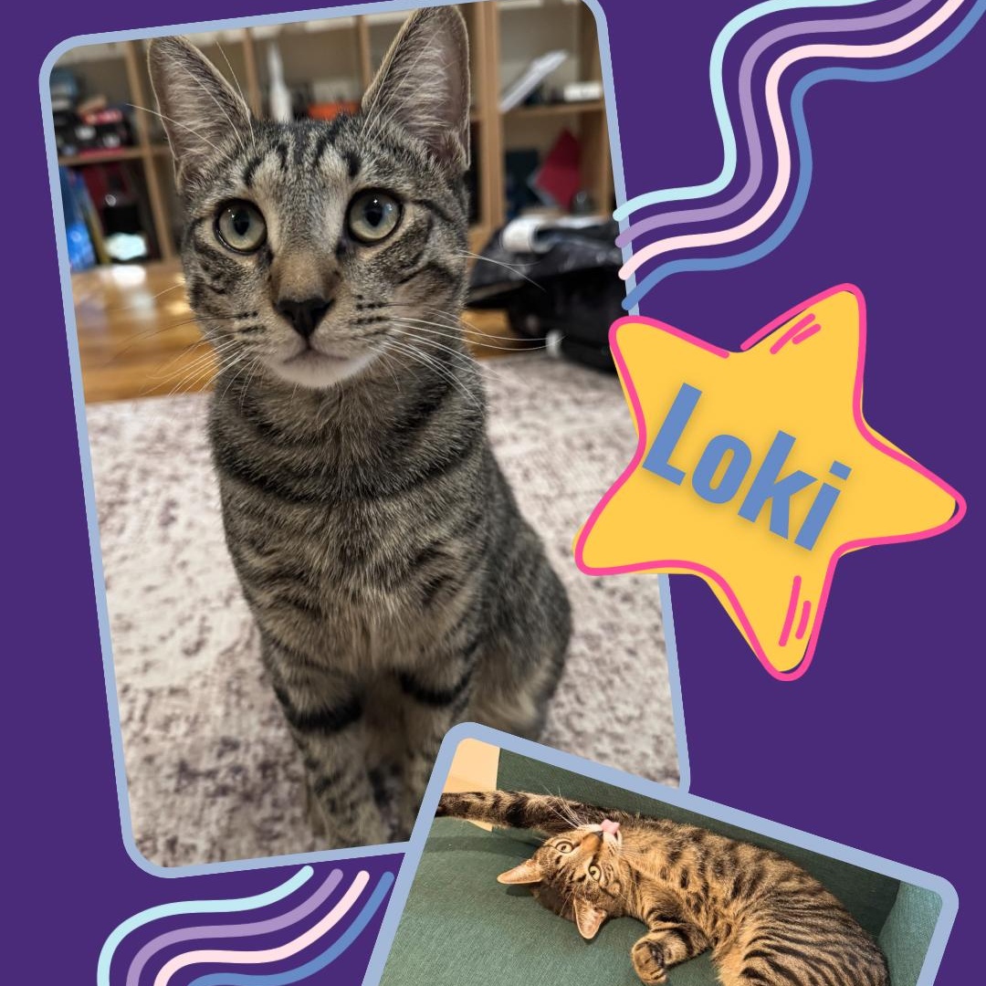 Thor and Loki , a ADOPTABLE Domestic Short Hair in Bronx, NY image 3/6
